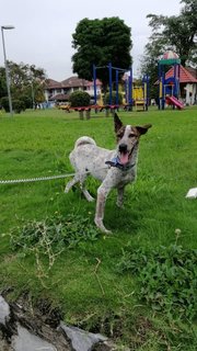 Oreo - Mixed Breed Dog