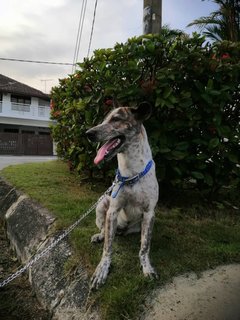 Oreo - Mixed Breed Dog