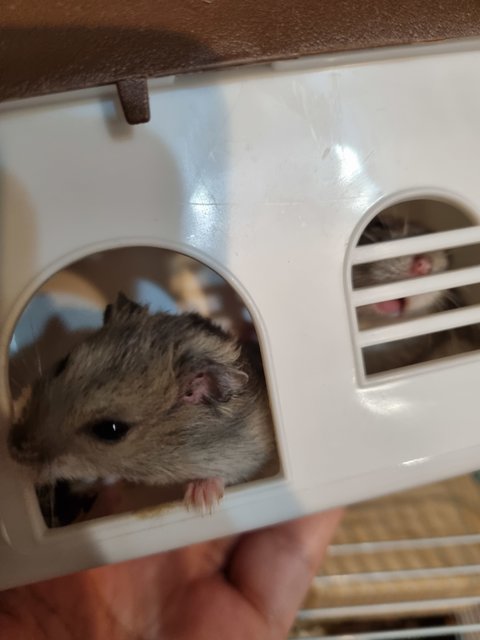 Winter White Dwarf Sapphire - Short Dwarf Hamster Hamster