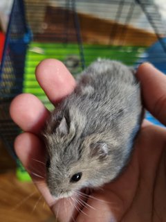 Winter White Dwarf Sapphire - Short Dwarf Hamster Hamster