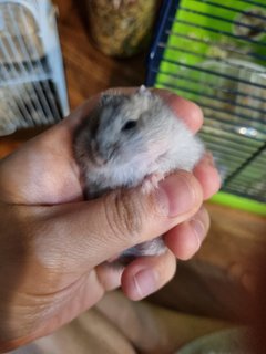 Winter White Dwarf Sapphire - Short Dwarf Hamster Hamster