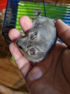 Winter White Dwarf Sapphire - Short Dwarf Hamster Hamster