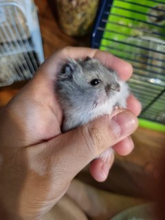 Winter White Dwarf Sapphire - Short Dwarf Hamster Hamster