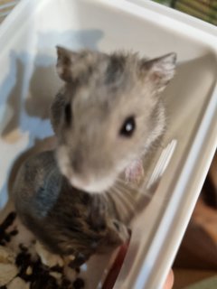 Winter White Dwarf Sapphire - Short Dwarf Hamster Hamster