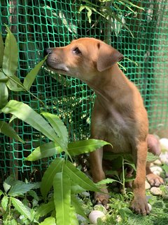 Copper (Please See Me) - Mixed Breed Dog