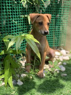 Copper (Please See Me) - Mixed Breed Dog