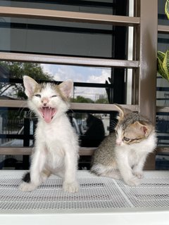 Bagel &amp; Brioche - Domestic Long Hair + Domestic Short Hair Cat