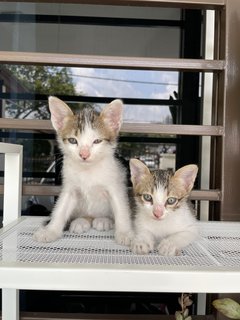 Bagel &amp; Brioche - Domestic Long Hair + Domestic Short Hair Cat