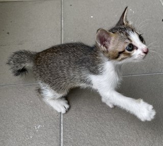 Bagel &amp; Brioche - Domestic Long Hair + Domestic Short Hair Cat