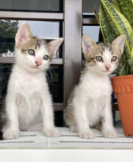 Bagel &amp; Brioche - Domestic Long Hair + Domestic Short Hair Cat