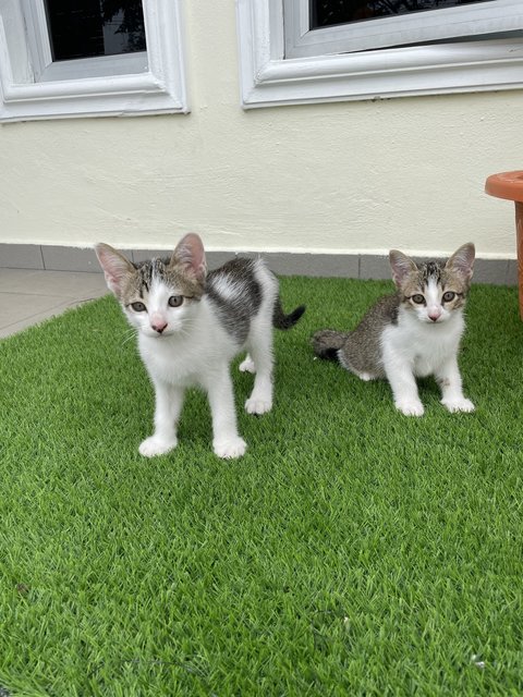 Bagel &amp; Brioche - Domestic Long Hair + Domestic Short Hair Cat