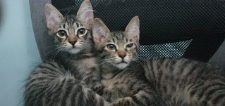 Ryko &amp; Rocko - Domestic Short Hair + Tabby Cat