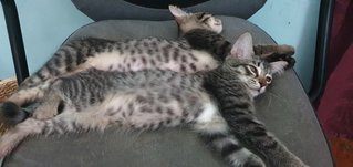 Ryko &amp; Rocko - Domestic Short Hair + Tabby Cat