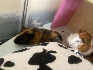 Cola Bear  - Guinea Pig Small & Furry