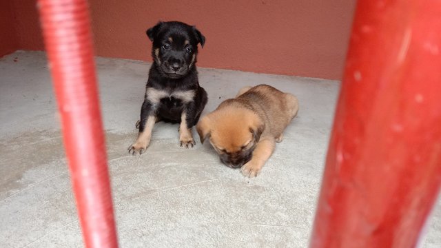 1 Month Male Puppy For Adoption Cyberj - Mixed Breed Dog