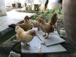 Ayam Serama - Chicken Bird