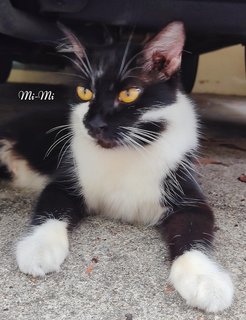 Mi-mi And Her Sons Mi-a,mi-b &amp; Mi-c - Domestic Long Hair + Tuxedo Cat