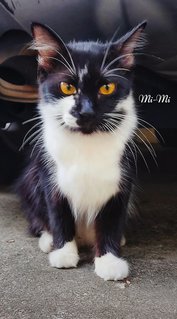 Mi-mi And Her Sons Mi-a,mi-b &amp; Mi-c - Domestic Long Hair + Tuxedo Cat