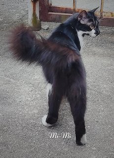 Mi-mi And Her Sons Mi-a,mi-b &amp; Mi-c - Domestic Long Hair + Tuxedo Cat