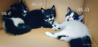 Mi-mi And Her Sons Mi-a,mi-b &amp; Mi-c - Domestic Long Hair + Tuxedo Cat