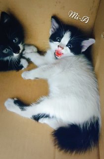 Mi-mi And Her Sons Mi-a,mi-b &amp; Mi-c - Domestic Long Hair + Tuxedo Cat