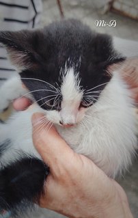 Mi-mi And Her Sons Mi-a,mi-b &amp; Mi-c - Domestic Long Hair + Tuxedo Cat