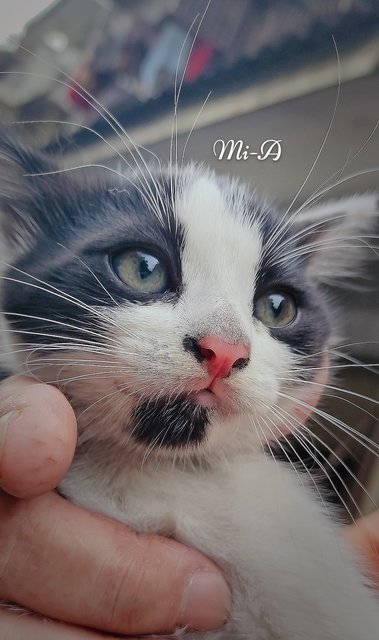 Mi-mi And Her Sons Mi-a,mi-b &amp; Mi-c - Domestic Long Hair + Tuxedo Cat