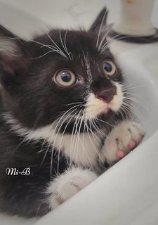 Mi-mi And Her Sons Mi-a,mi-b &amp; Mi-c - Domestic Long Hair + Tuxedo Cat