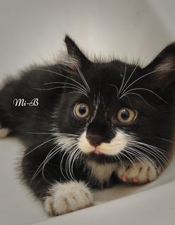 Mi-mi And Her Sons Mi-a,mi-b &amp; Mi-c - Domestic Long Hair + Tuxedo Cat