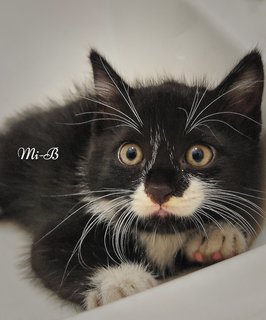 Mi-mi And Her Sons Mi-a,mi-b &amp; Mi-c - Domestic Long Hair + Tuxedo Cat