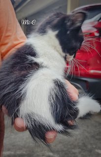 Mi-mi And Her Sons Mi-a,mi-b &amp; Mi-c - Domestic Long Hair + Tuxedo Cat