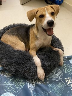 Timmy - Beagle Mix Dog