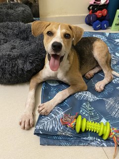 Timmy - Beagle Mix Dog