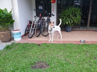 Max - Basenji Mix Dog