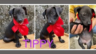 1) Tippy 2) Emma - Mixed Breed Dog