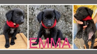 1) Tippy 2) Emma - Mixed Breed Dog