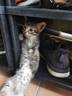 Tokyo, Kundasang And Mauri - Domestic Short Hair + Tabby Cat