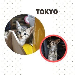 Tokyo, Kundasang And Mauri - Domestic Short Hair + Tabby Cat