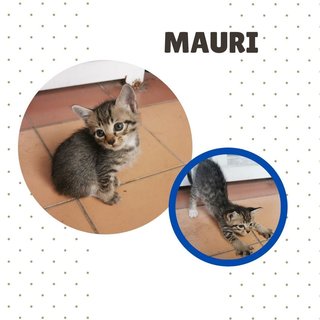 Tokyo, Kundasang And Mauri - Domestic Short Hair + Tabby Cat