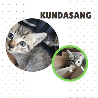 Tokyo, Kundasang And Mauri - Domestic Short Hair + Tabby Cat