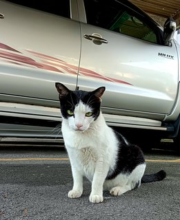 Fifi - Domestic Medium Hair Cat