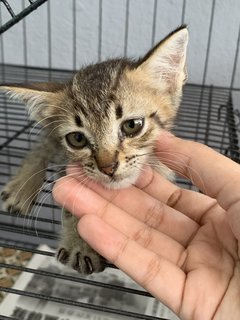 Mika &amp; Miko - Domestic Short Hair Cat