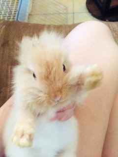 Cocoa,ruby,charcoal - Holland Lop + New Zealand Rabbit