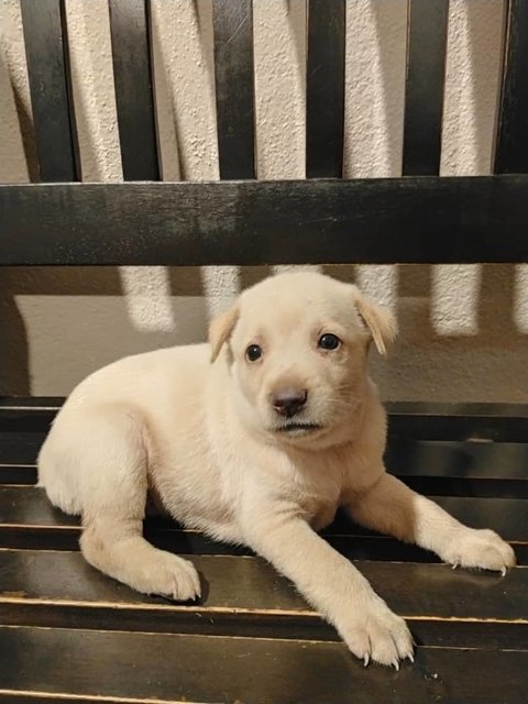 Sandy Klang  - Mixed Breed Dog