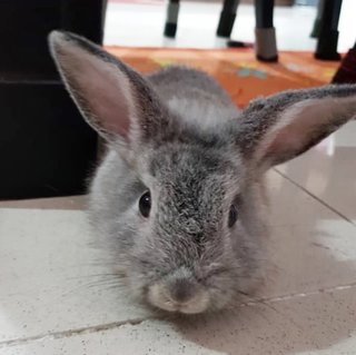 Teddy - Angora Rabbit + Netherland Dwarf Rabbit