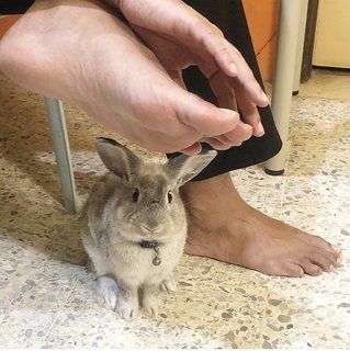 Teddy - Angora Rabbit + Netherland Dwarf Rabbit