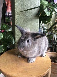 Teddy - Angora Rabbit + Netherland Dwarf Rabbit