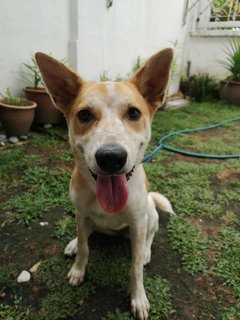 Bubi - Mixed Breed Dog