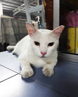 Puteh - Domestic Short Hair Cat