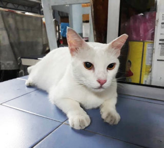 Puteh - Domestic Short Hair Cat